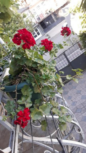 Homestay Izolda